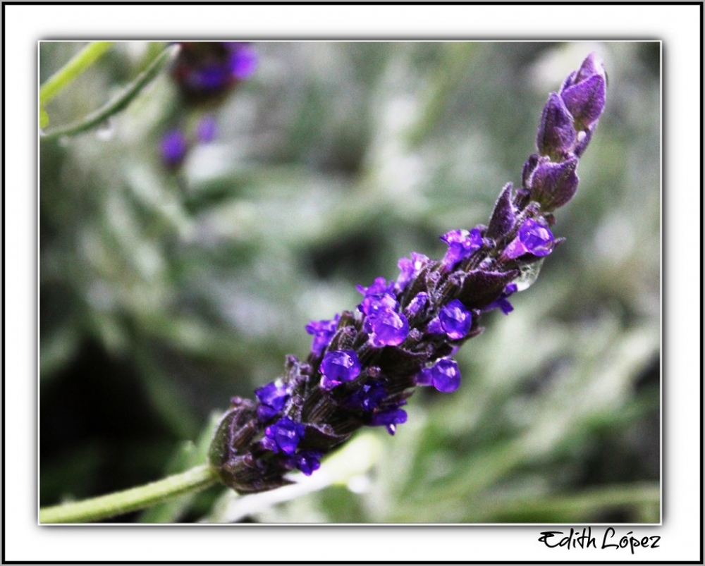 "Cristales de Lavanda" de Edith E. Lpez