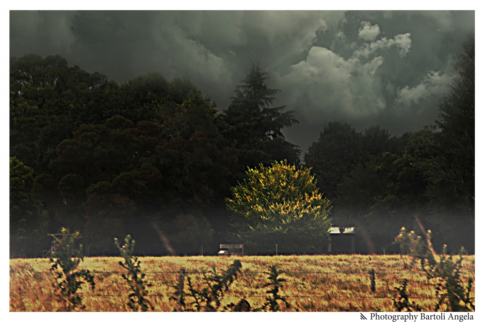 "Tormenta" de Angela R. Bartoli