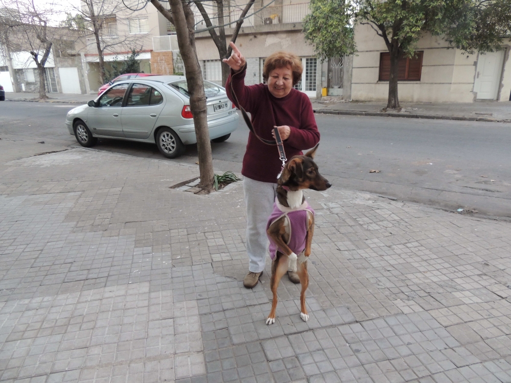 "Perro mirando al sedeste" de Hada Berschasky Marcipar