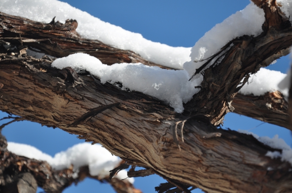 "entre cepas y la nieve, asi es Mendoza. . ." de Jose Alberto Vicente