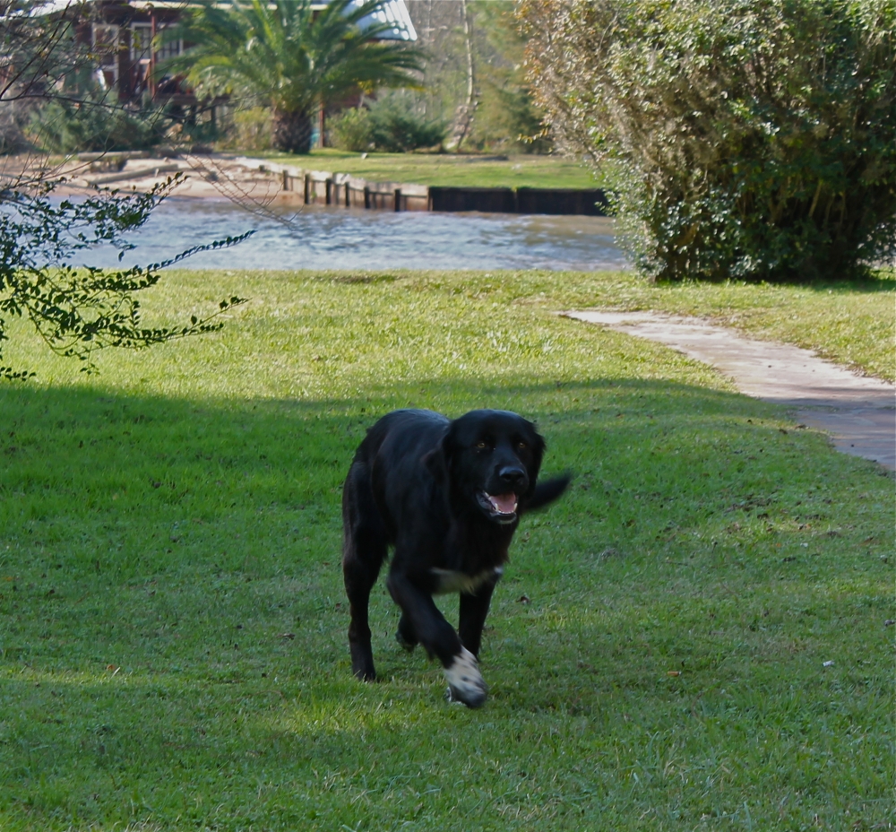 "El perro isleo" de Ines Maria Correa