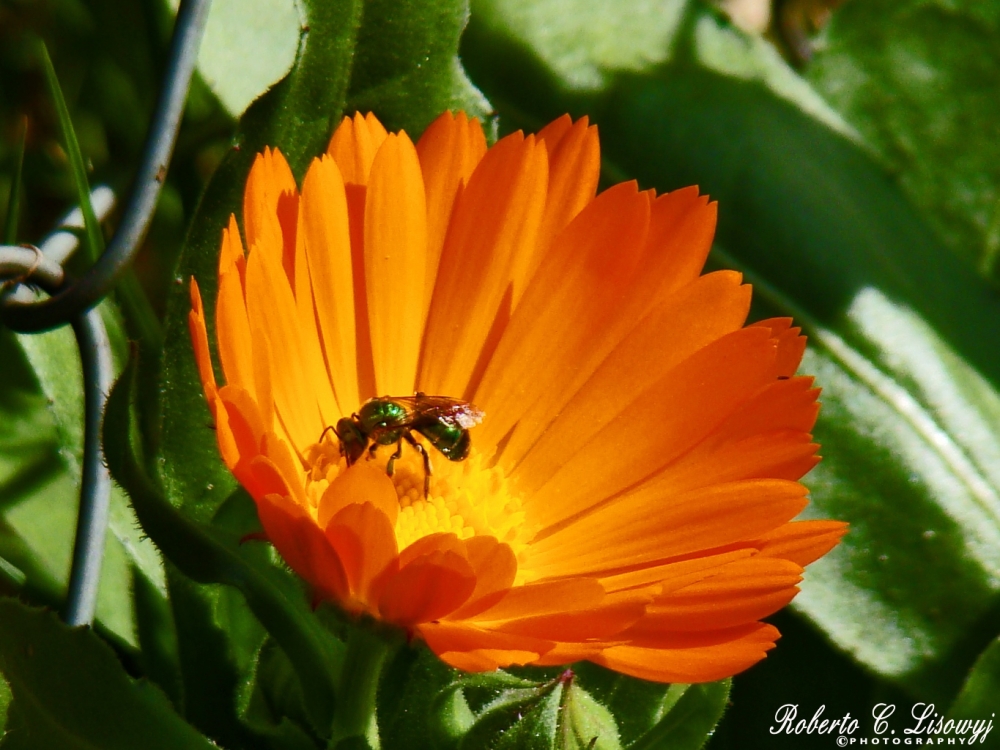 "DULCE NECTAR" de Roberto Carlos Lisowyj - ( Roby )