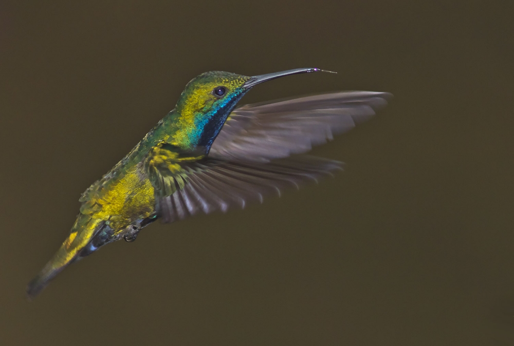 "en vuelo" de Edith Polverini