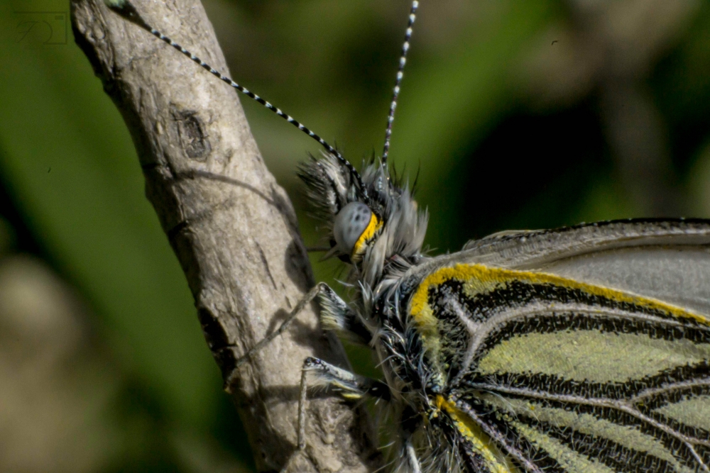 "Mariposa" de Franco Cuadrado