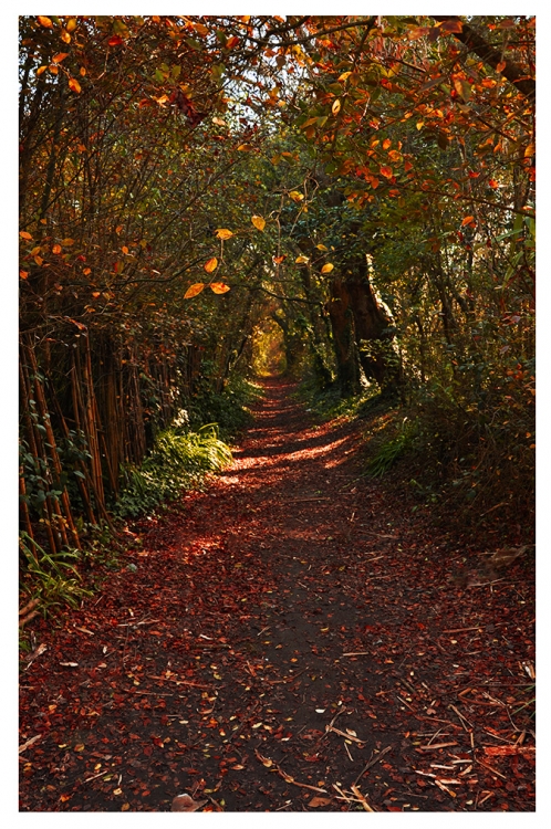 "El bosque olvidado" de Angela R. Bartoli