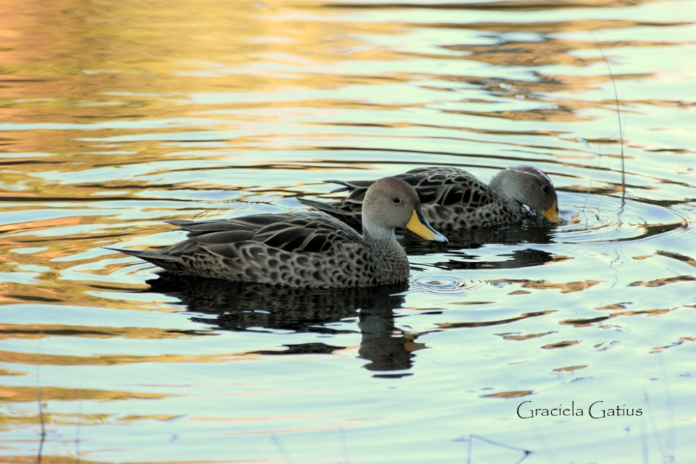 "Patos en la laguna" de Graciela Gatius