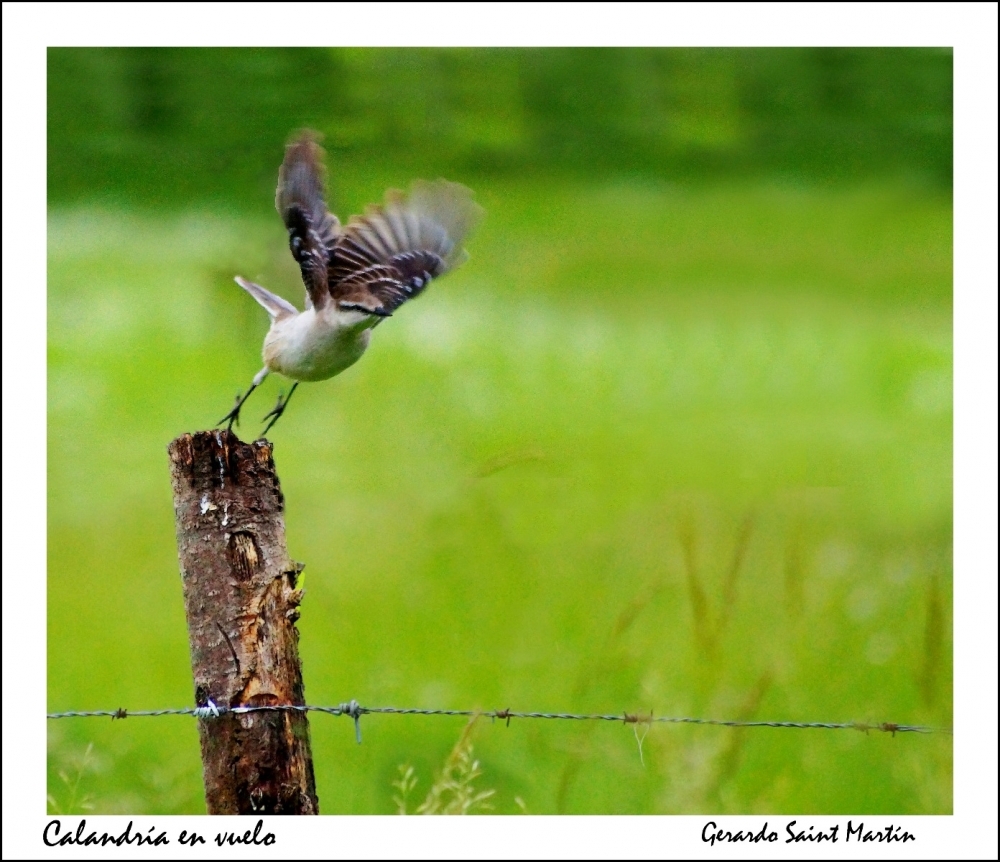 "Calandria en vuelo" de Gerardo Saint Martn