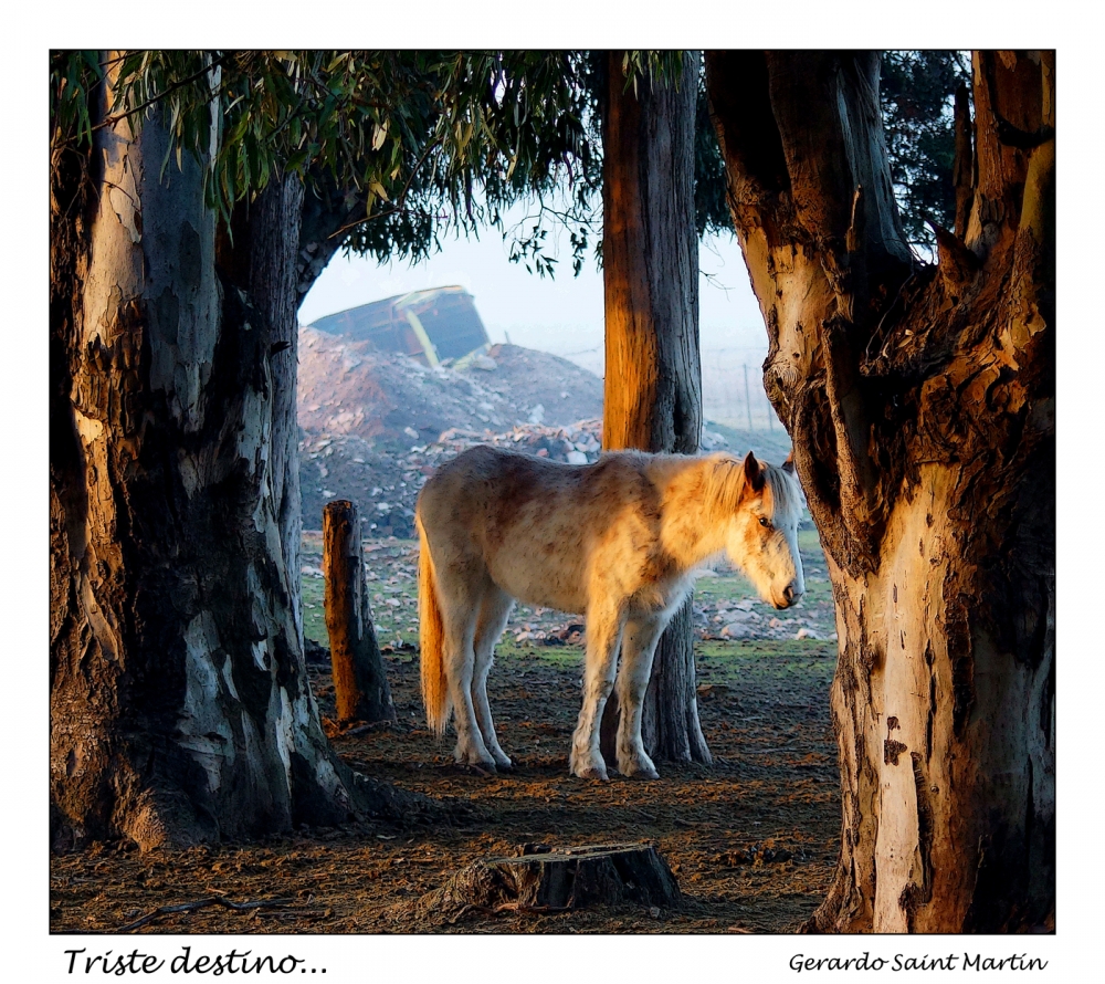 "Triste destino." de Gerardo Saint Martn