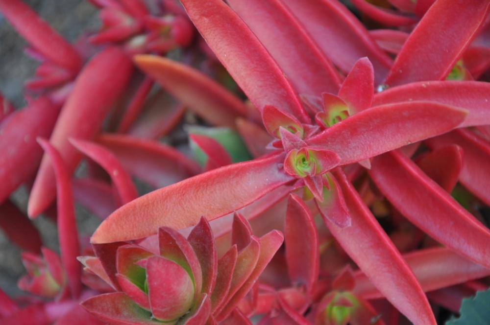 "la naturaleza y sus colores. . ." de Jose Alberto Vicente