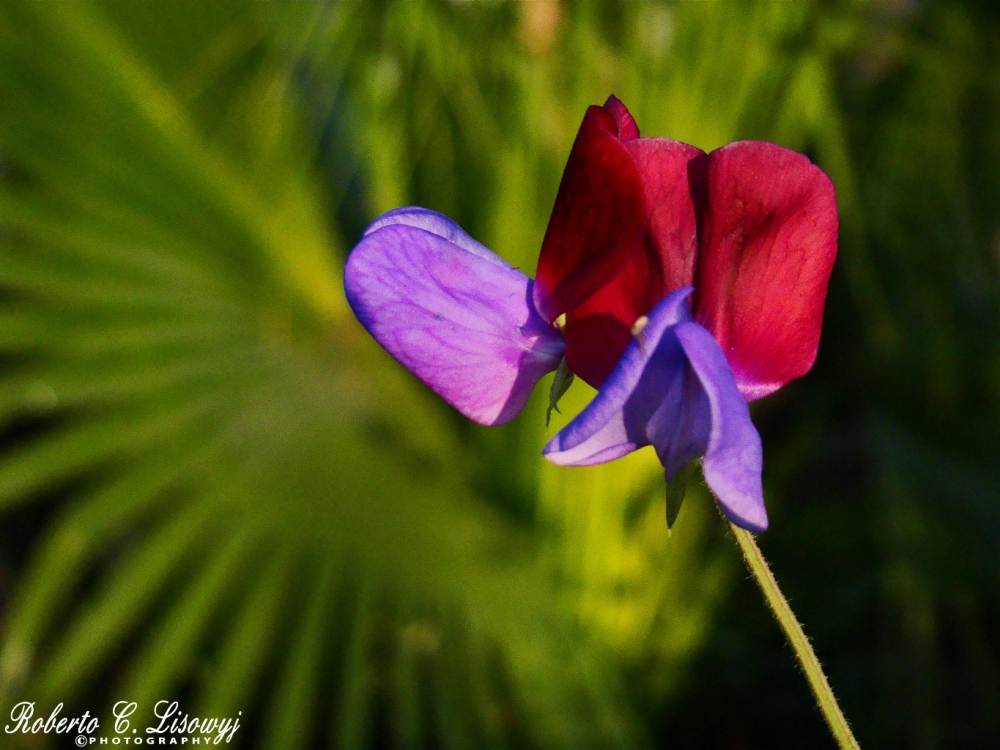 "BI-COLOR" de Roberto Carlos Lisowyj - ( Roby )