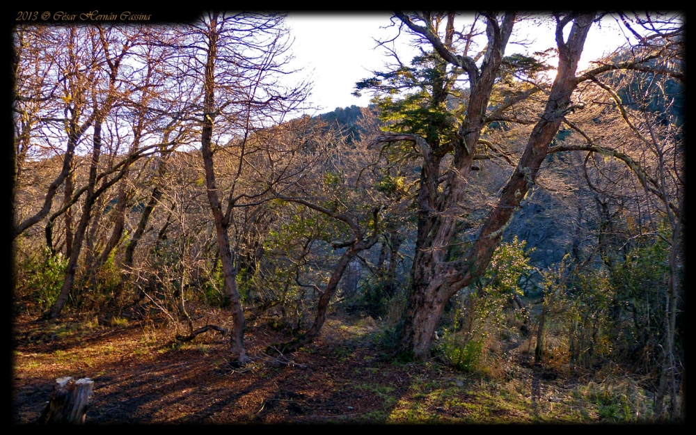 "Bosque invernal" de Csar Hernn Cassina