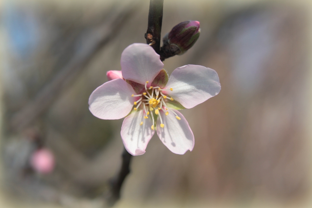 "Floreci mi almendro" de Silvia Puscama