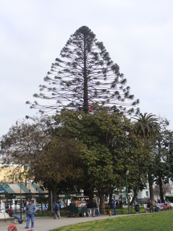 "geometria natural" de Gladys Pea Zuiga