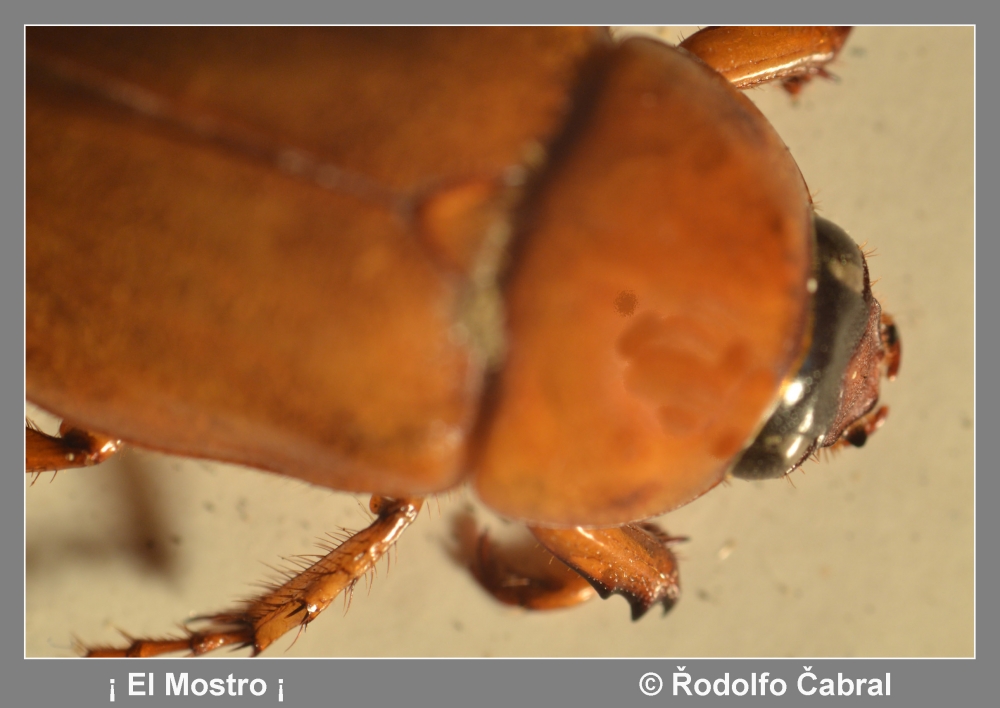 "El mostro" de Rodolfo Cabral