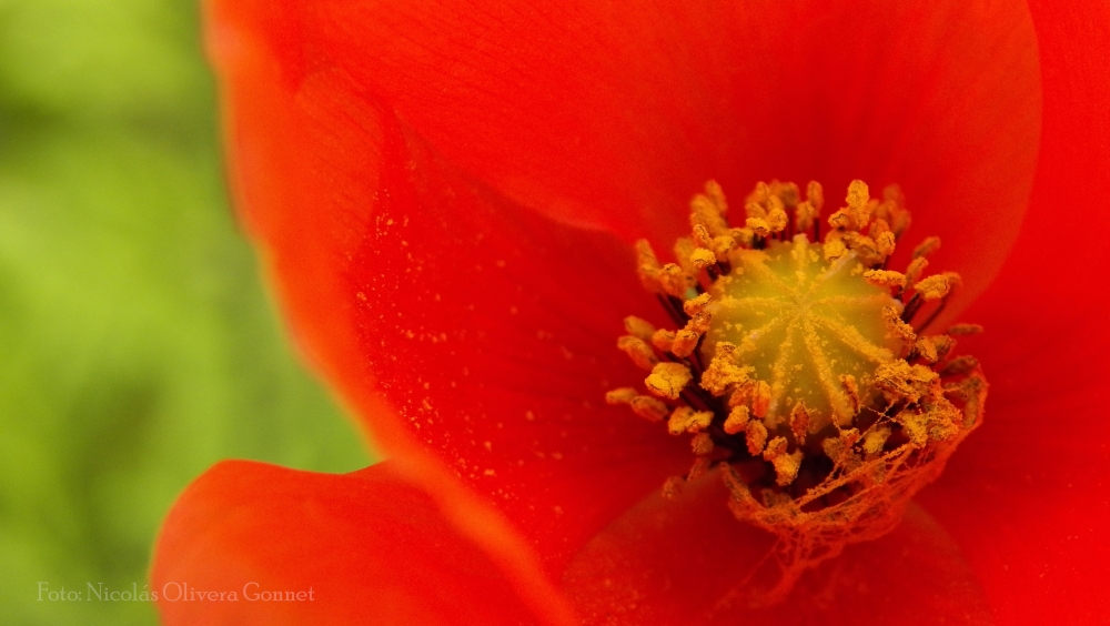 "Amapola" de Nicols Olivera Gonnet