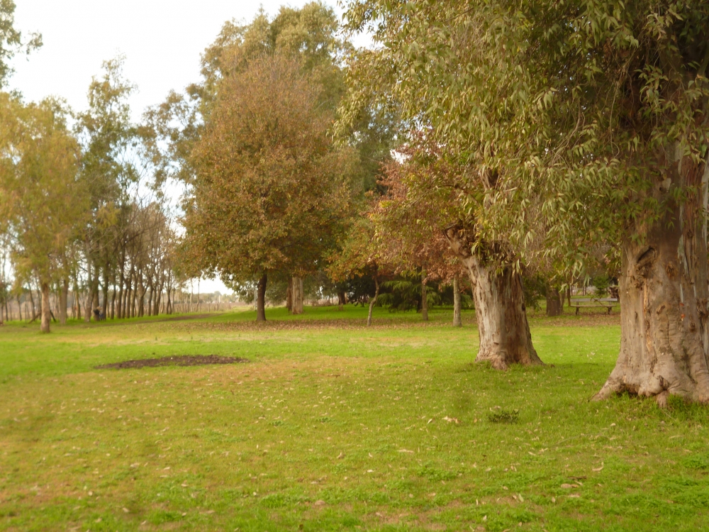 "Bosque de campo" de Sandra Ramirez