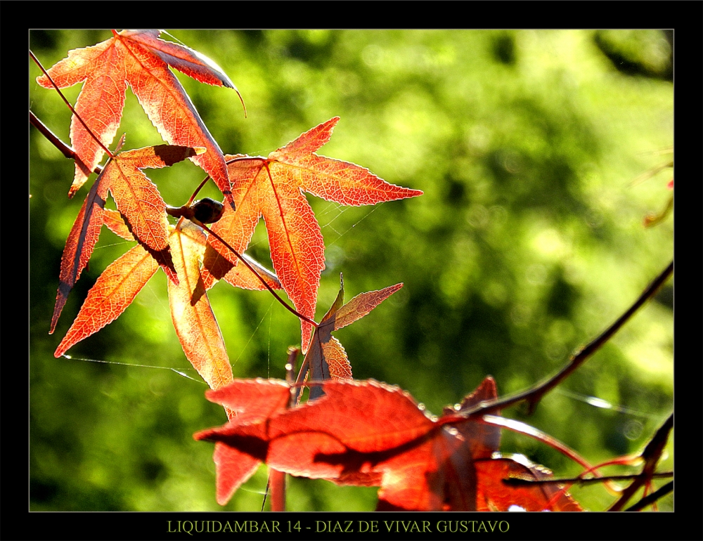 "Liquidambar 14 I" de Gustavo Diaz de Vivar