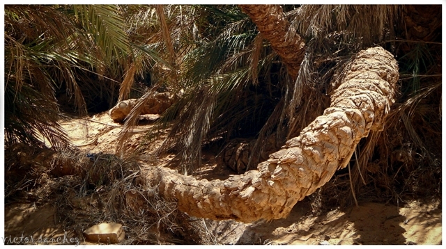 "curiosa serpiente del oasis de fendi" de Victor Alejandro Sanchez Bermudez