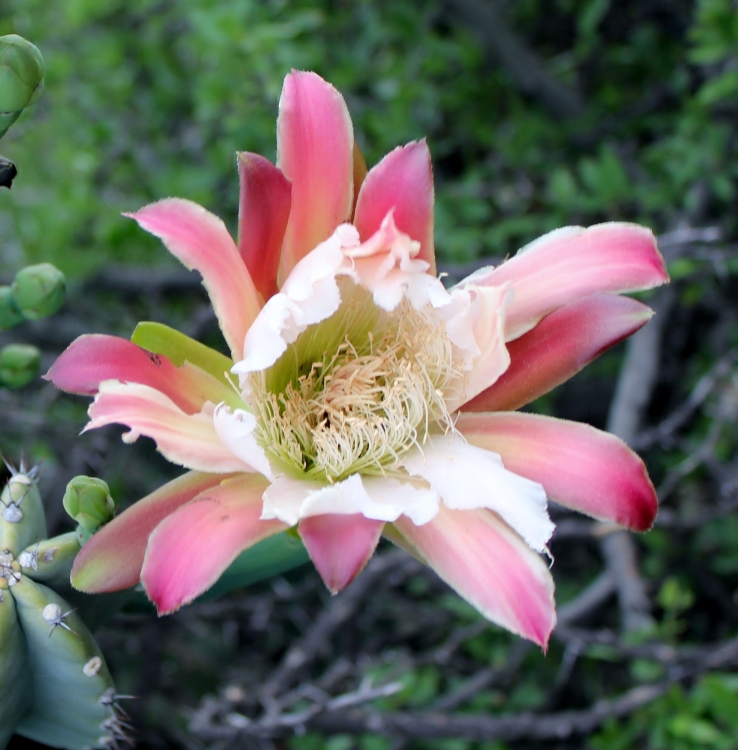 "flor de cactus" de Ivn Tapia