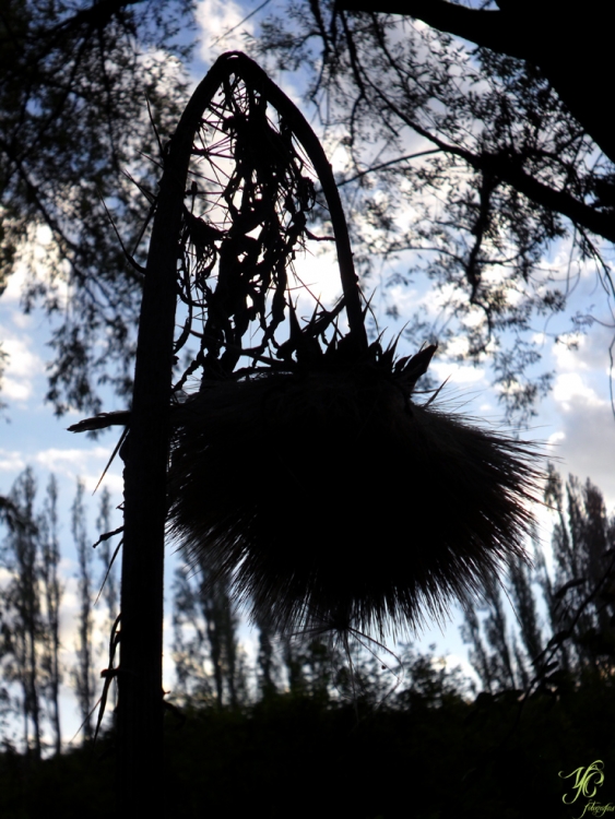 "Flor en contraluz" de Yamila Coniglione