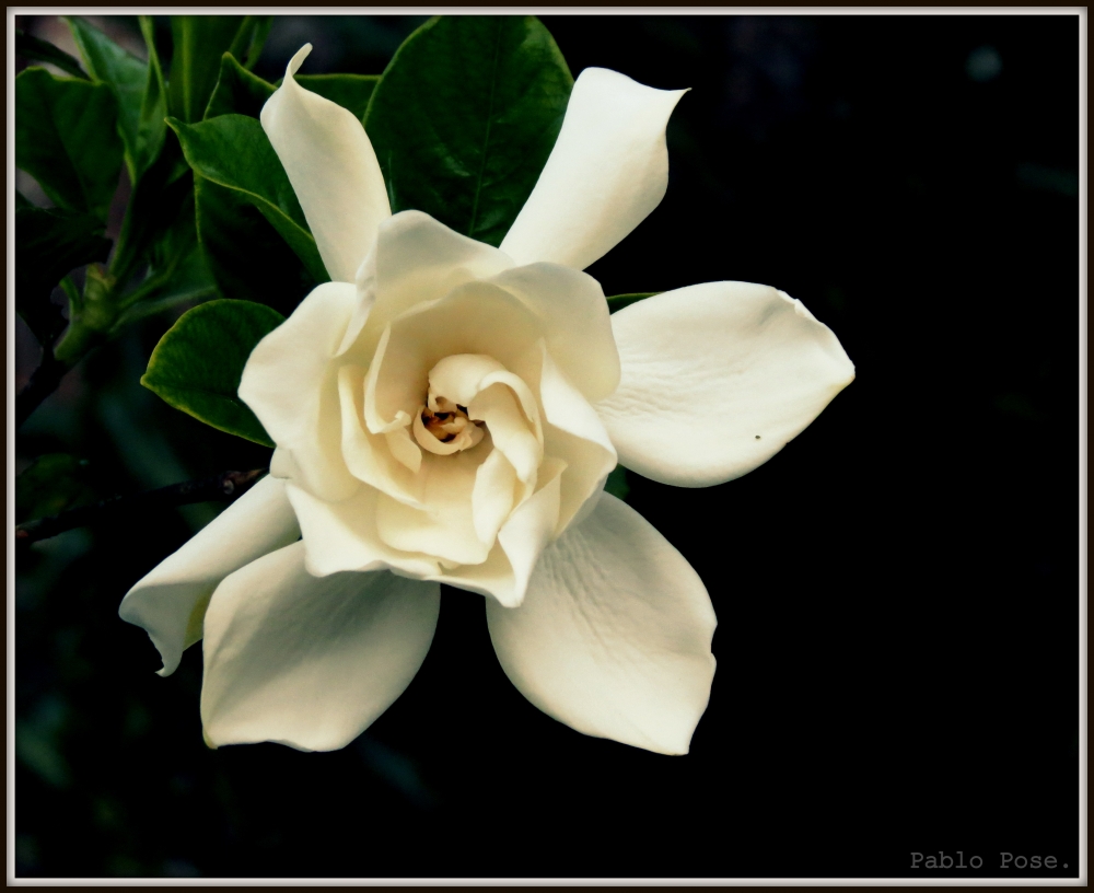 "Jazmn en flor." de Pablo Pose