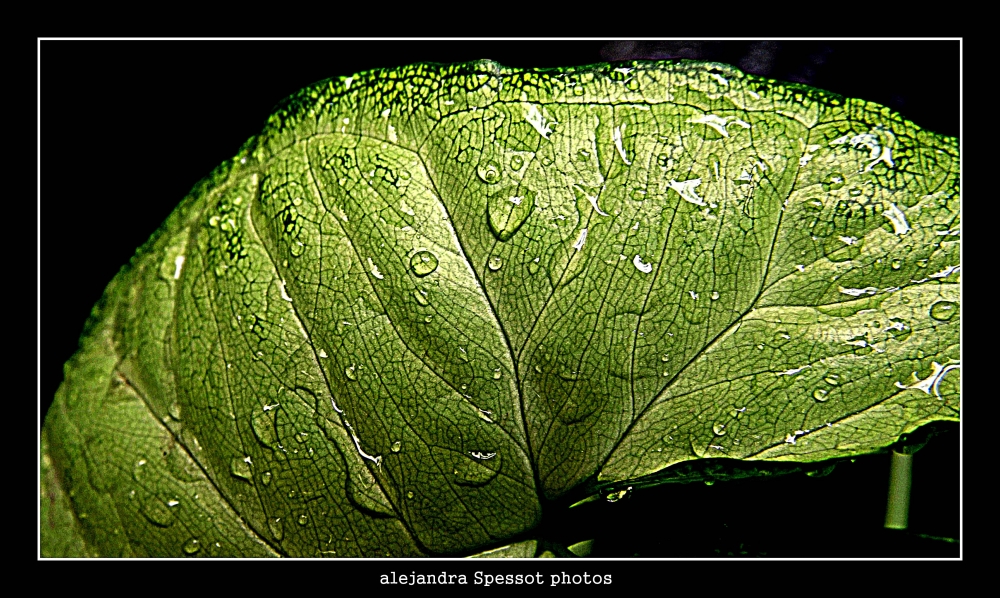 "Transpiracin vegetal" de Alejandra Spessot