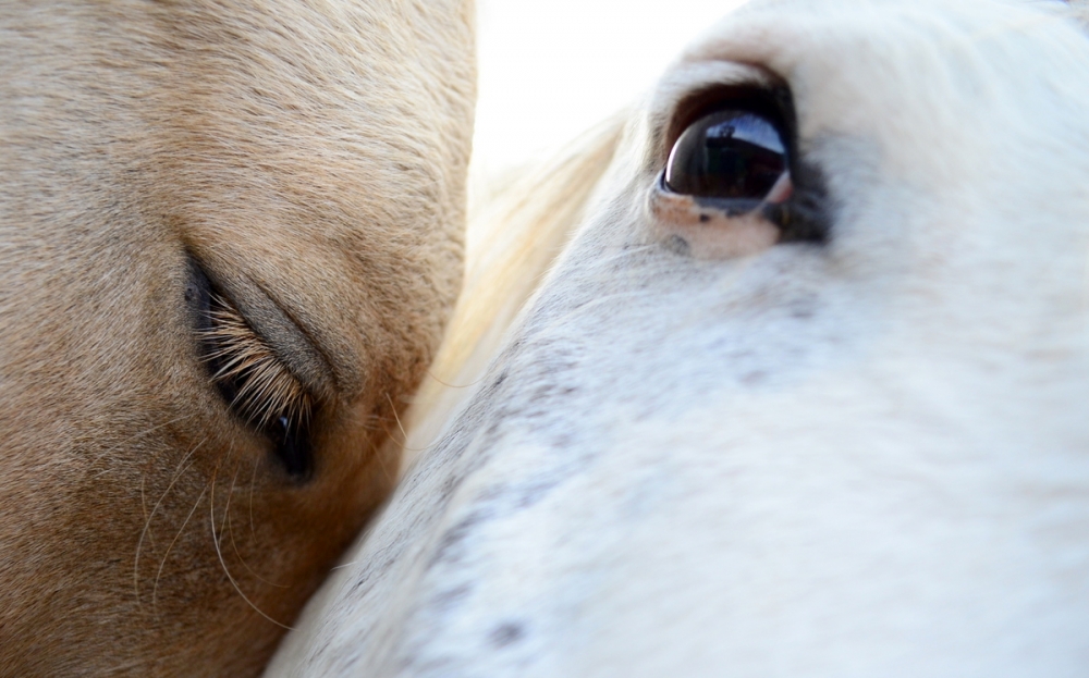 "Ternura Equina" de Gloria Fanny Jimenez