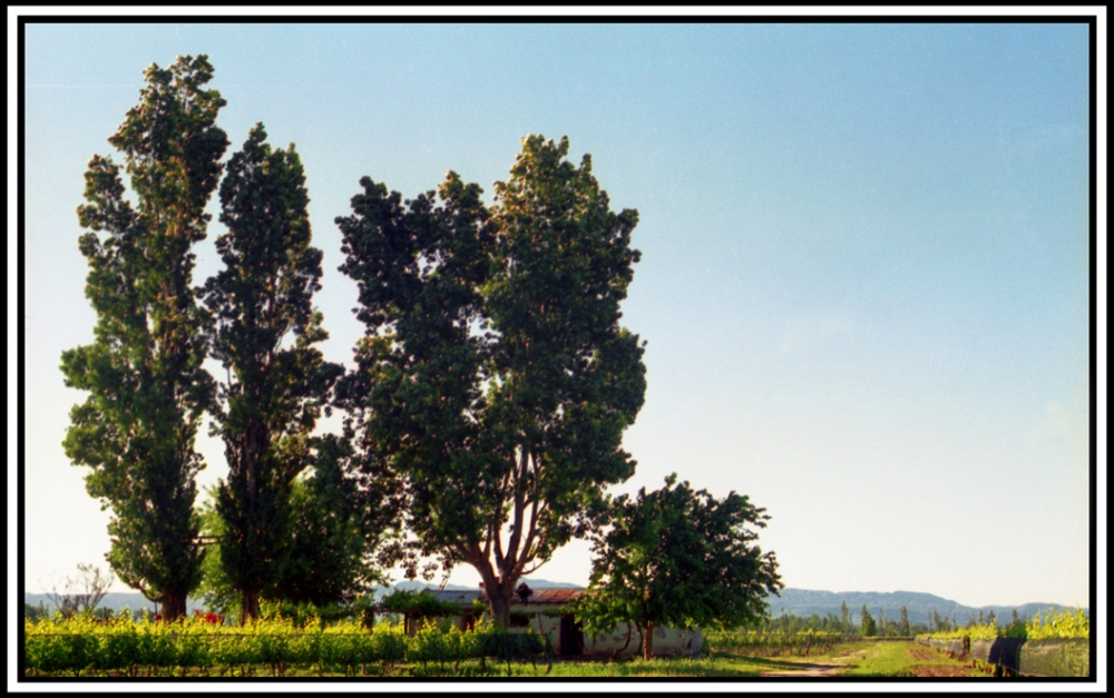 "Paraje mendocino" de Jorge Vicente Molinari