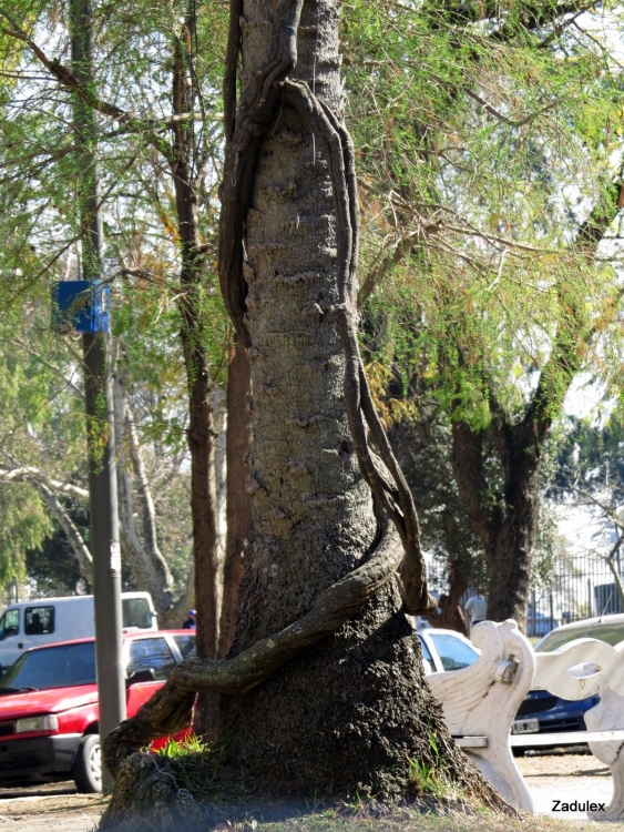 "ABRAZO VEGETAL" de Hugo Zadunaisky