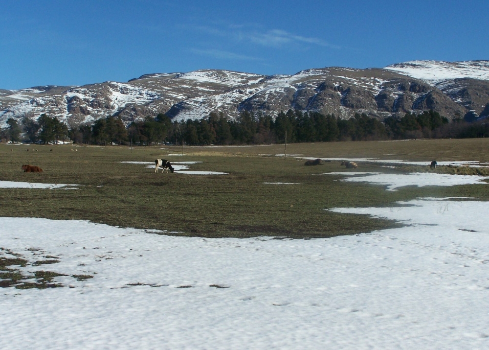 "Vacas en la nieve para producir leche fra" de Jos Luis Mansur