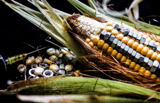 "El Grano" de Alisont Pompa Gonzalez