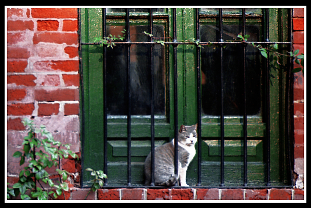 "Window s cat" de Jorge Vicente Molinari