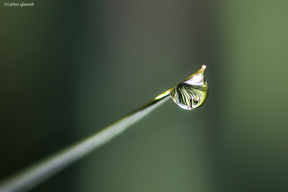 "Gota de roco y hoja" de Carlos Gianoli