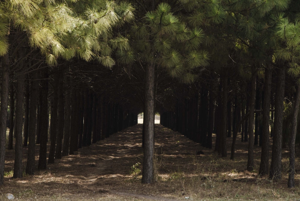 "Bosque artificial" de Alejandro Martin Paoletti