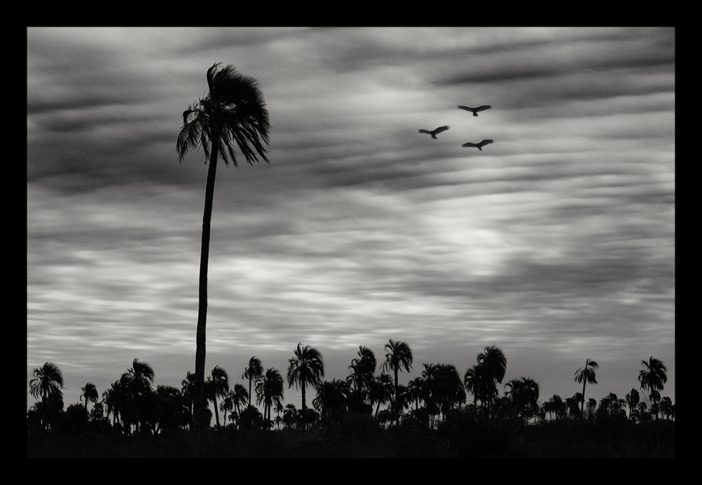 "Una palmera entre palmeras" de Claudio Jord