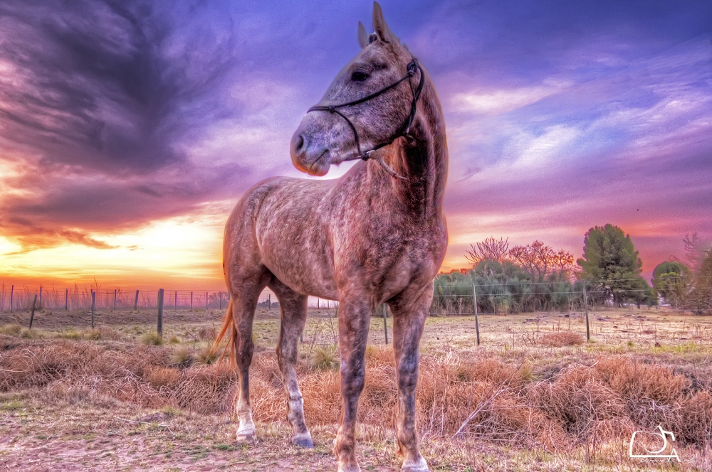 "Al atardecer." de Damin Avila