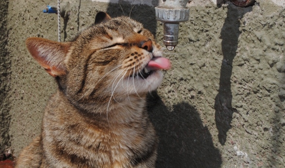 "Que sed!!!" de Adriana Saccheri