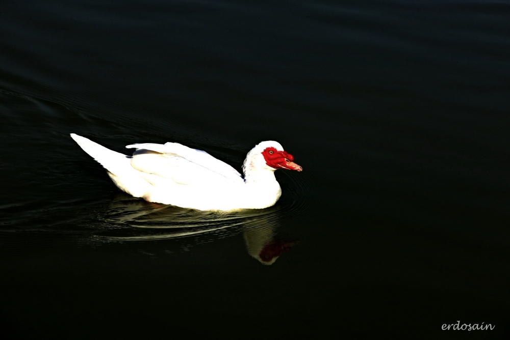 "El cisne blanco" de Osvaldo Ral Sosa