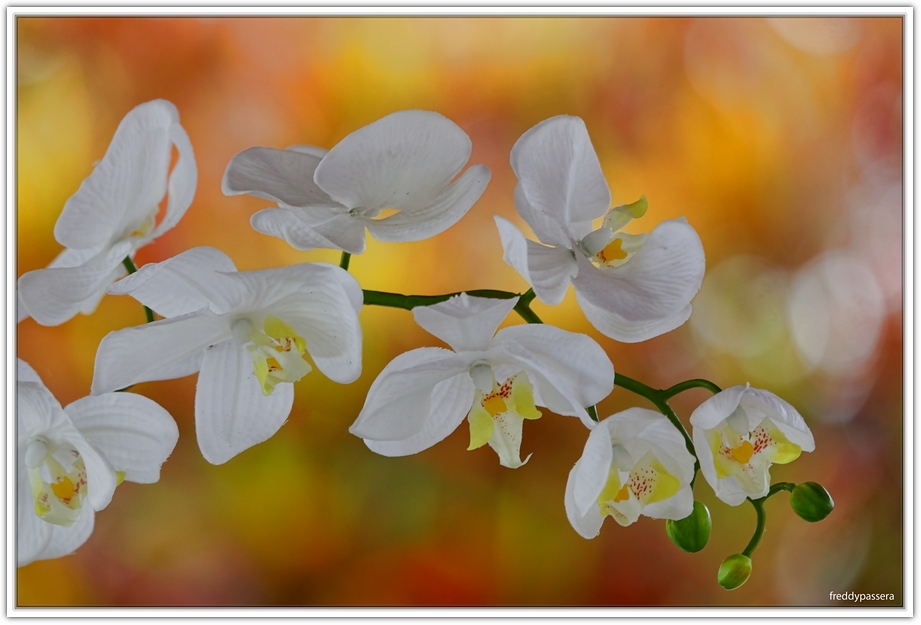 "SIMPLEMENTE UNA FLOR" de Freddy Passera