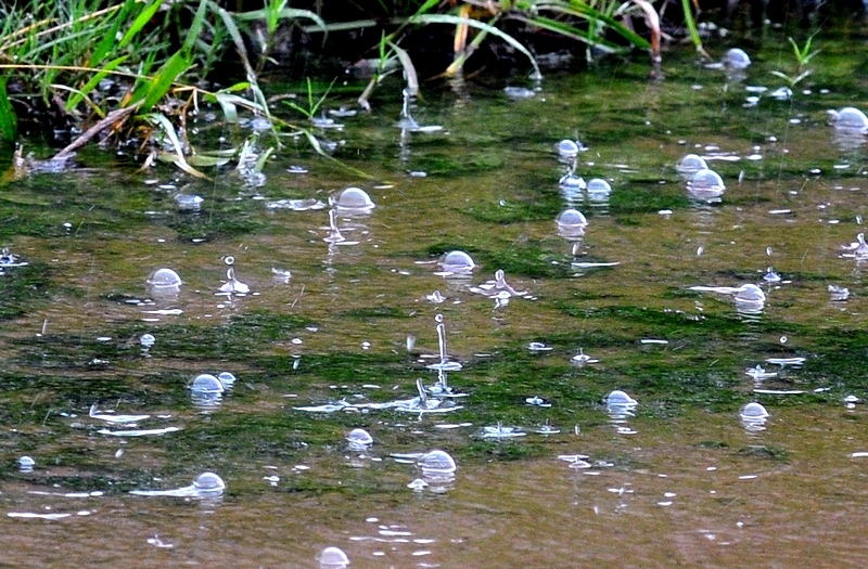 "Gotas verdes" de Gerardo Mayet Cruz