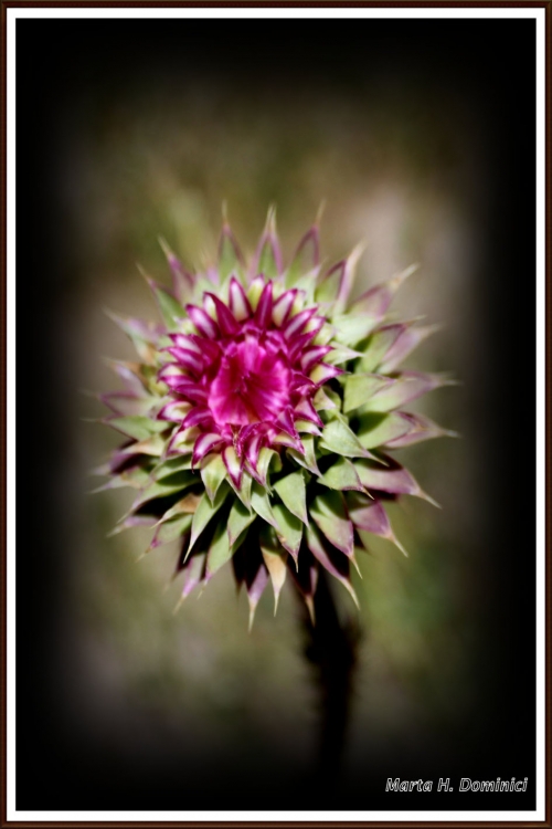 "Cardo en flor" de Marta Dominici