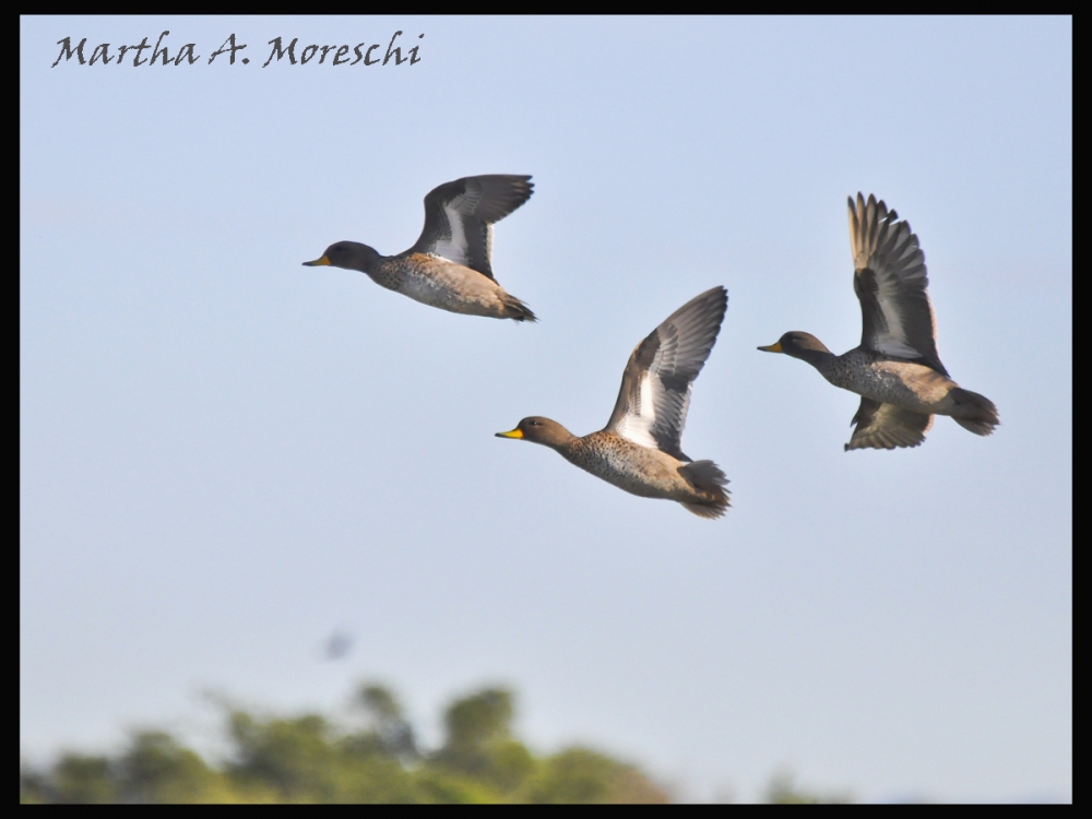 "Ellos tres" de Martha A. Moreschi