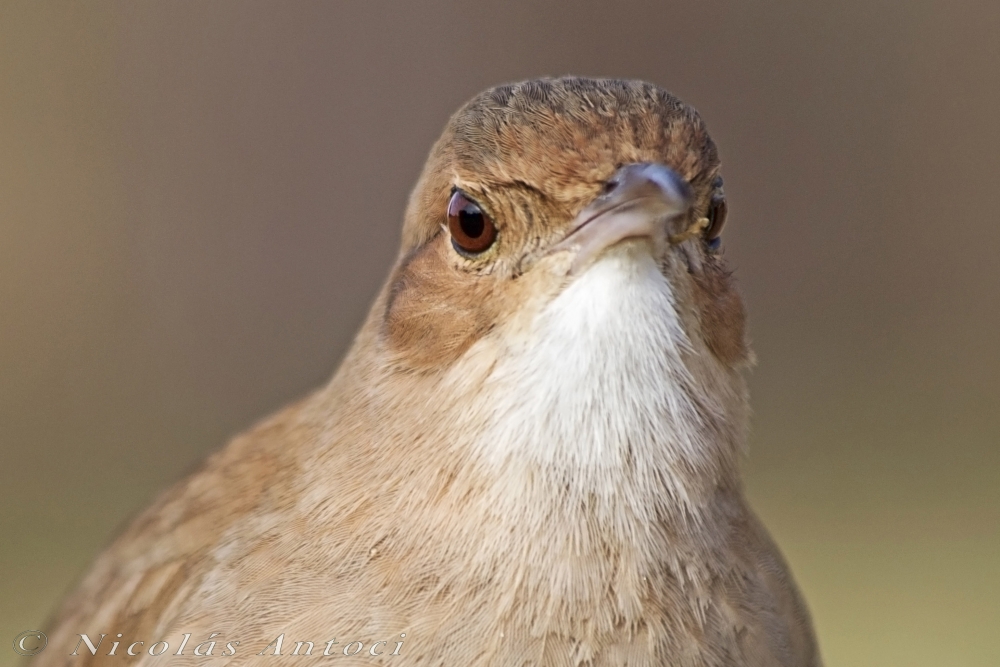 "Hornero (Furnarius rufus)" de Nicols Antoci