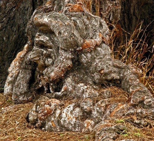 "el griego del arbol" de Victor Alejandro Sanchez Bermudez