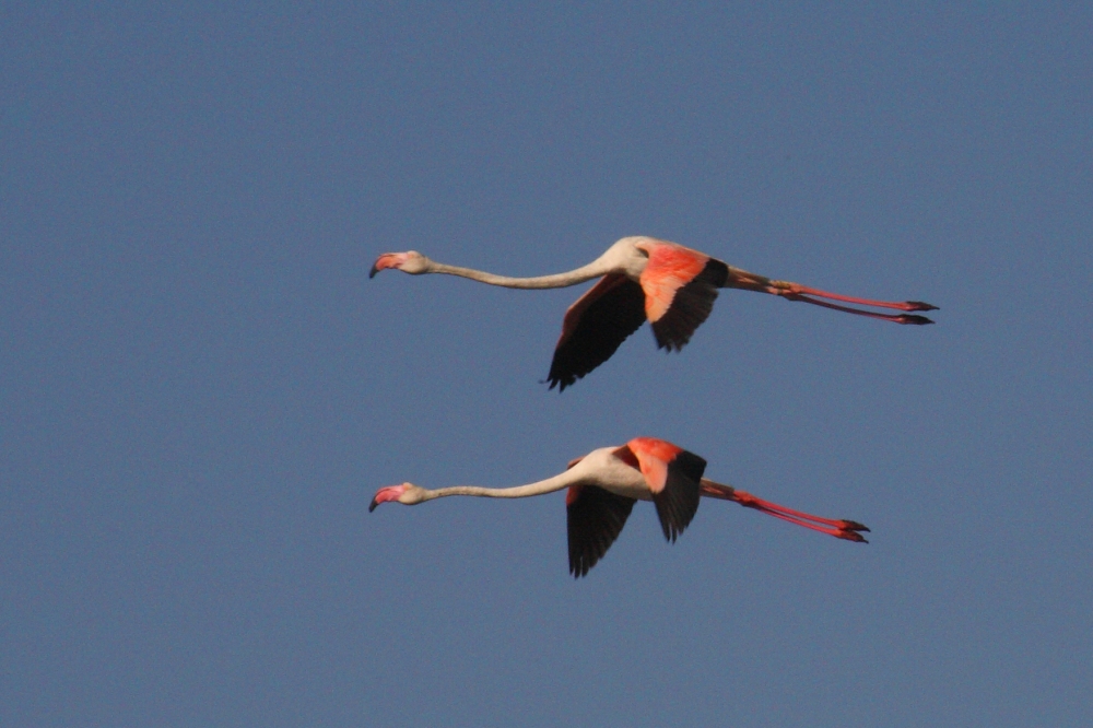 "Un vuelo doble" de Manuel Angel Patio