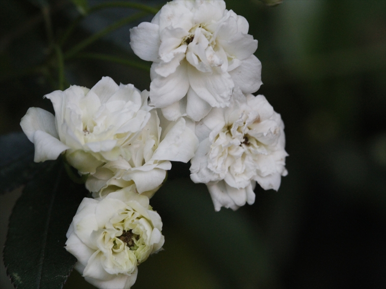 "rositas blancas" de Vernica Dana