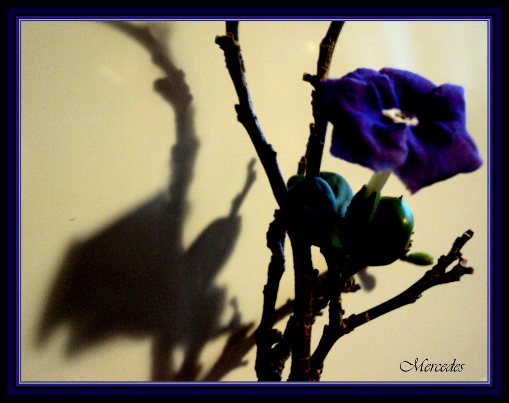 "mi flor y fruto violeta..." de Mercedes. Sciancalepore
