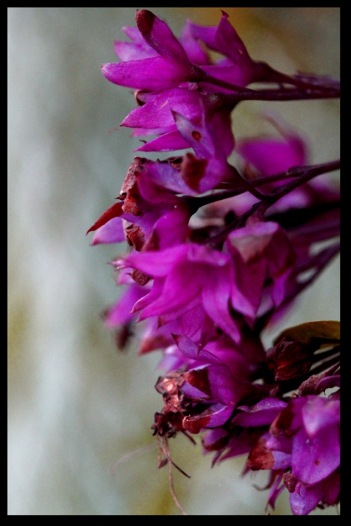 "clorodendro" de Vernica Dana