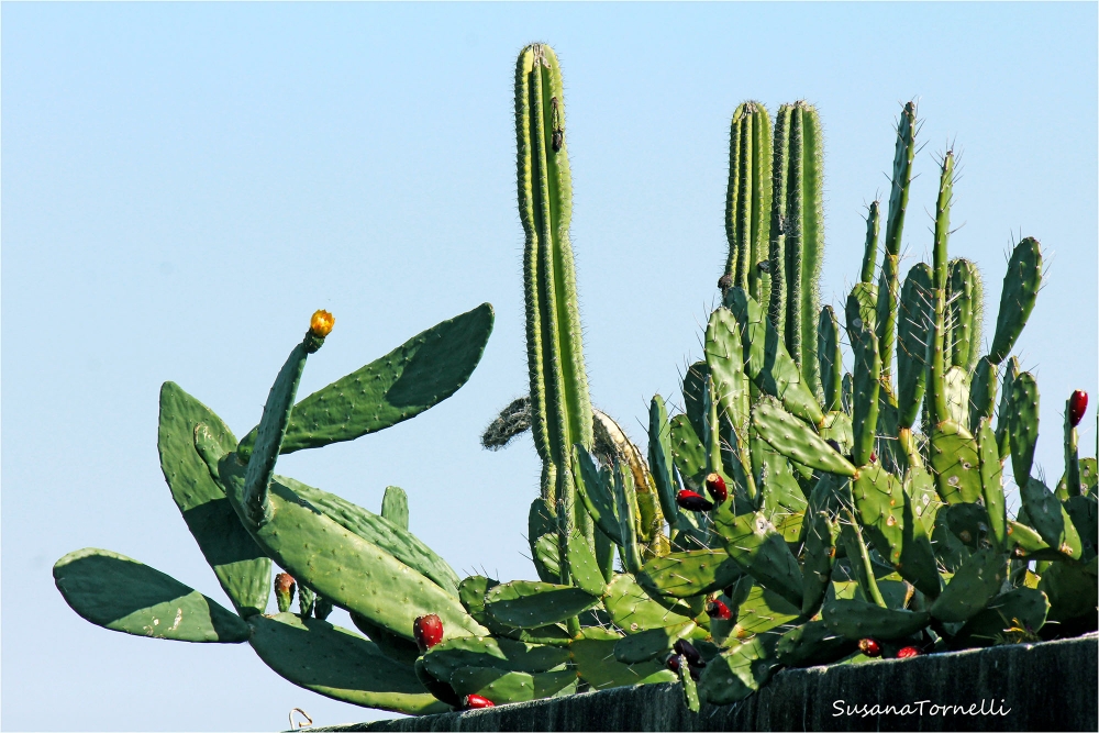 "Cactus en primavera" de Susana Tornelli