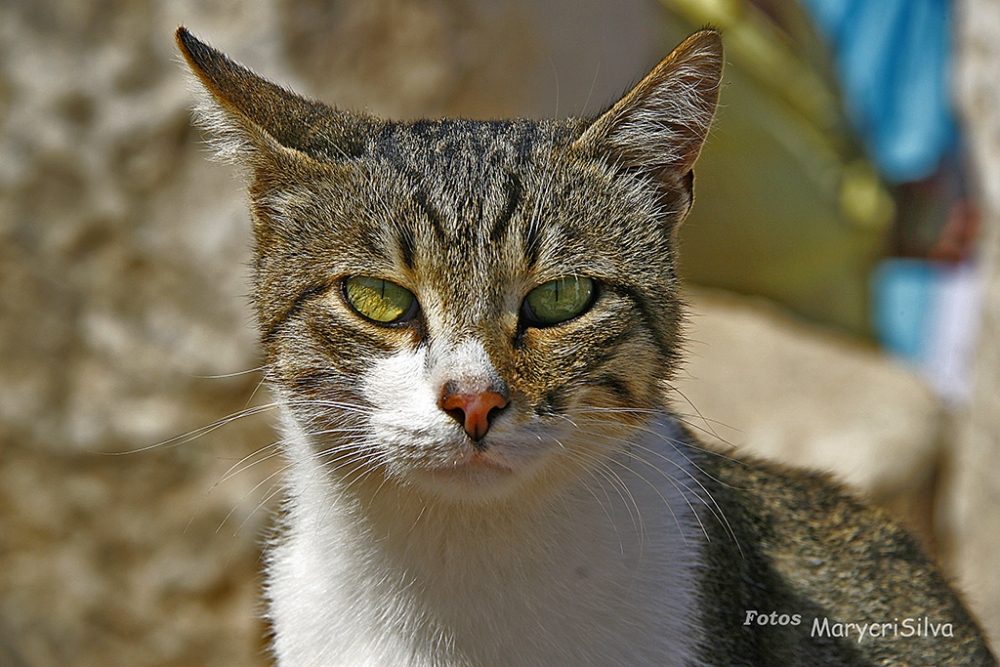 "Un lindo gatito_para Mercedes Orden" de Maria Cristina Silva